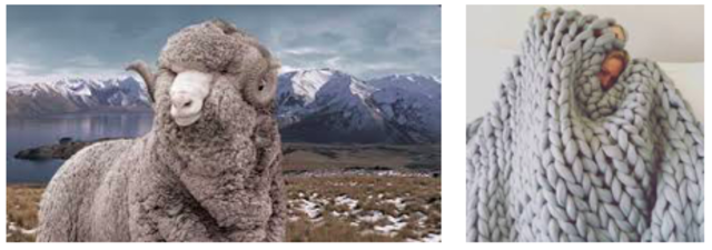 The first batch of wool shipped