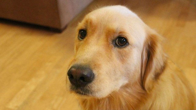 El Perro de Mi Familia