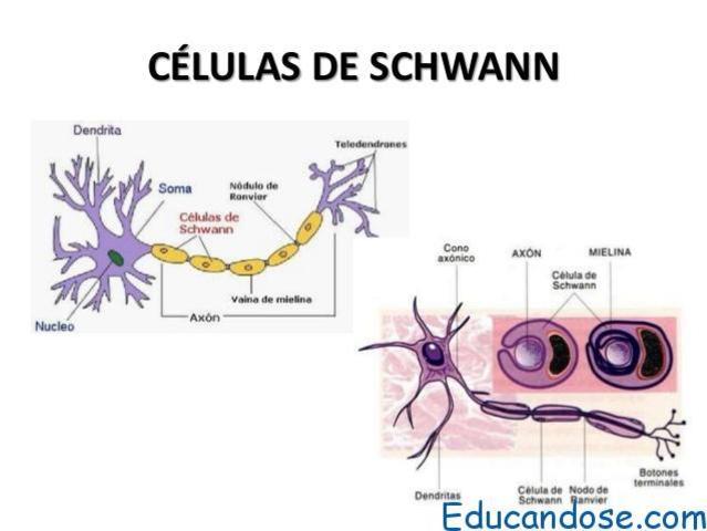 La neurona como unidad funcional del cerebro: