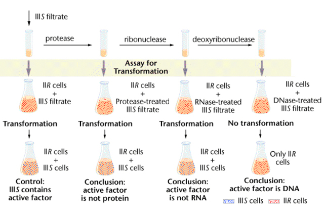 1944 Oswald Avery, Colin McLeod y Maclyn McCarty describen el ADN como principio transformador
