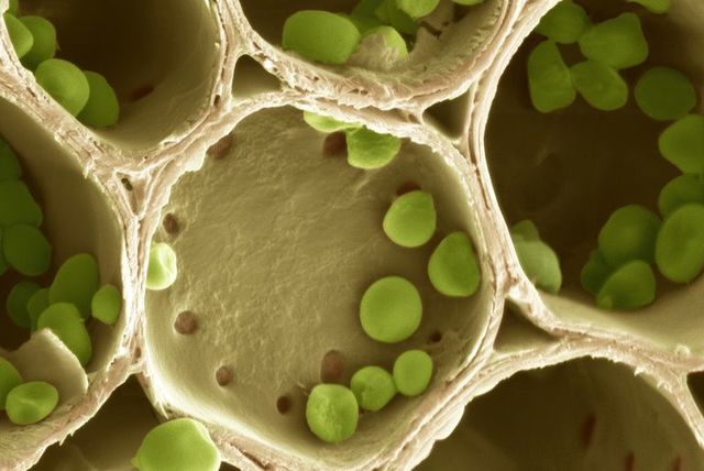 Starch is Produced in Plants