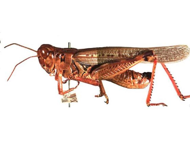 Locusts Go Extinct