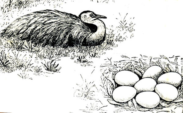 La especulacion de Darwin