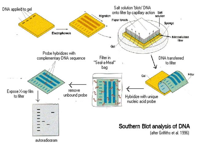Frederick Sanger-Edwin Southern