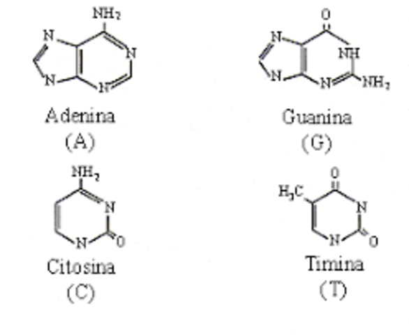 Descubrimiento de bases nitrogenadas
