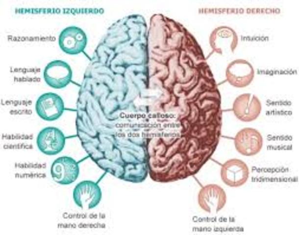 Funciones del cerebro