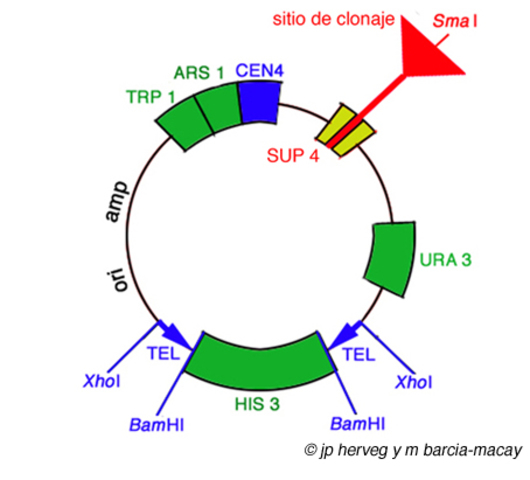 Vectores de clonanción
