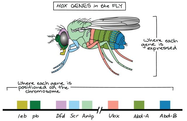 Genoma humano y Drosophila Melanogaster