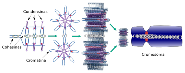 Funcionamiento de un complejo de proteínas implicadas en casos de cáncer y enfermedades raras