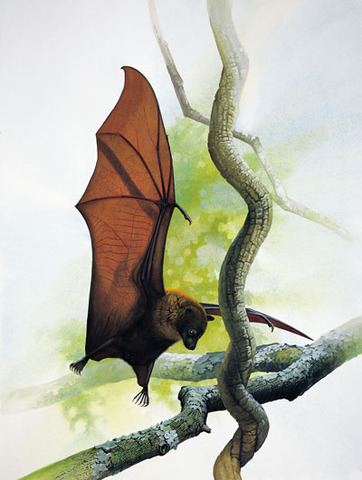 Guam Flying Fox