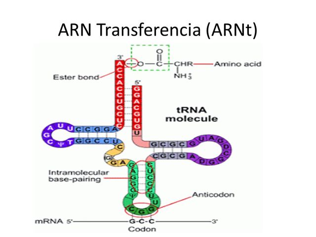 Paul zamecnick/Mahlon hoagland
