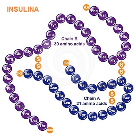 secuencia de la insulina