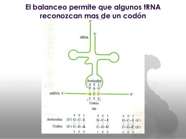 hipotesis de balanceo