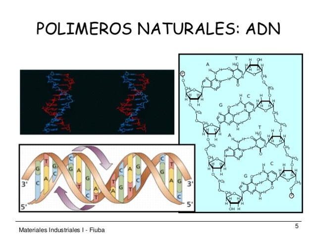 ADN como polimero. Presentacion de ADN en celulas vegetales