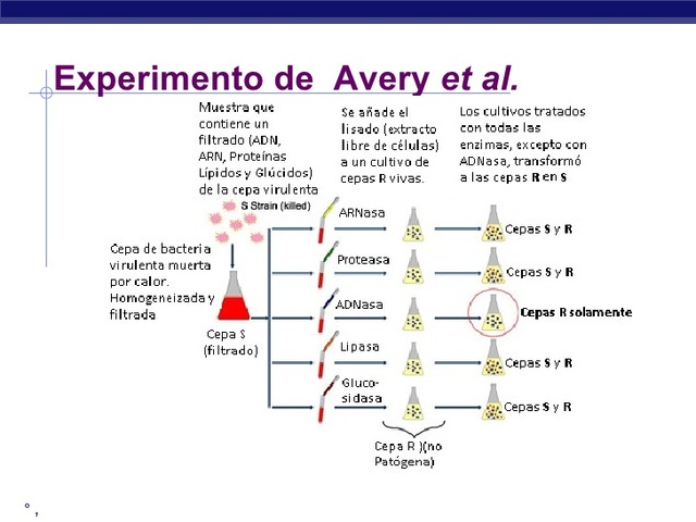 Experimento Avery, Mc Leod y McCarty