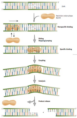 endonucleasa de restriccion