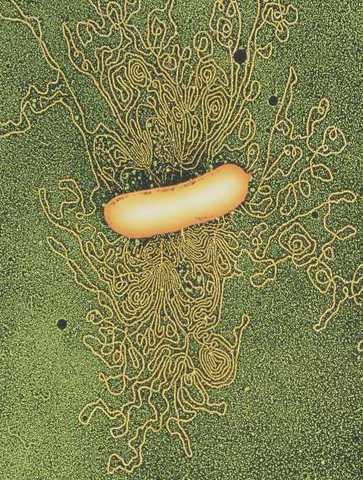 ADN recombinante en e-coli