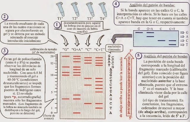 Secuenciación química de Maxam y Gilbert. El marcaje con fósforo radioactivo del ADN en los enlaces fosfodiéster permite observar la molécula. La bioinformática brinda las herramientas para hacer posible el conteo y el secuenciamiento químico