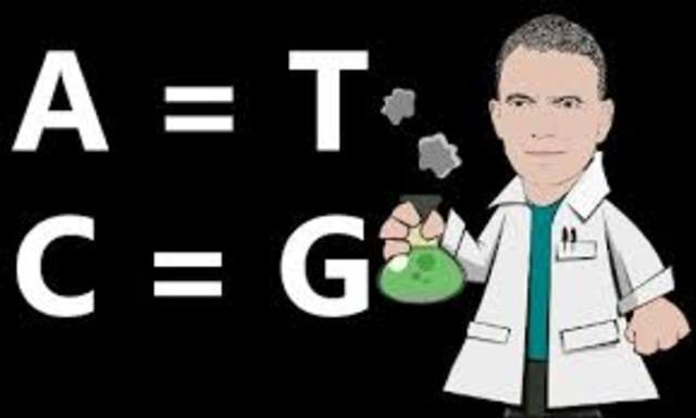 Proporcion de bases nitrogenadas