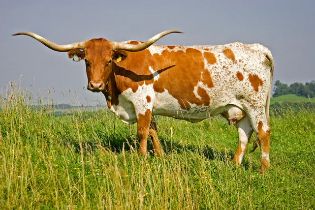 Longhorns