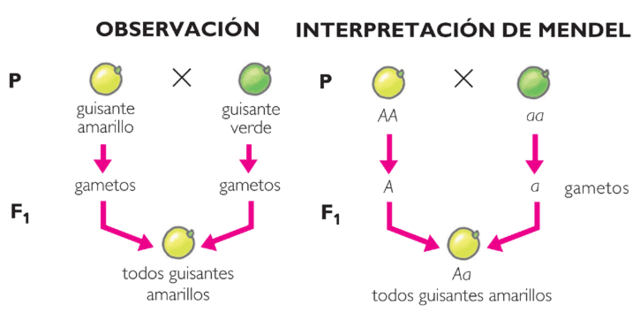 genes:elementos biológicos de la herencia