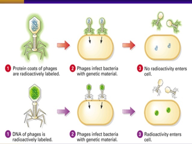 Martha Hershey y Alfred Chase
