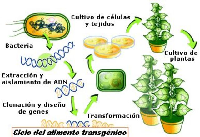 plantas transgenicas