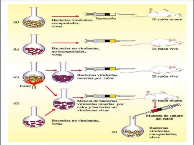 EXPERIMENTO DE GRIFFITH.