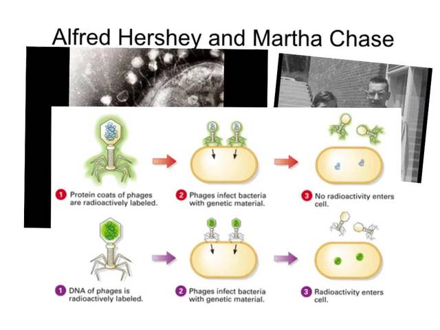 EXPERIMENTO DE ALFRED HERSHEY & MARTHA CHASE.