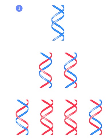 Propuesta de la replicacion semiconservativa del ADN