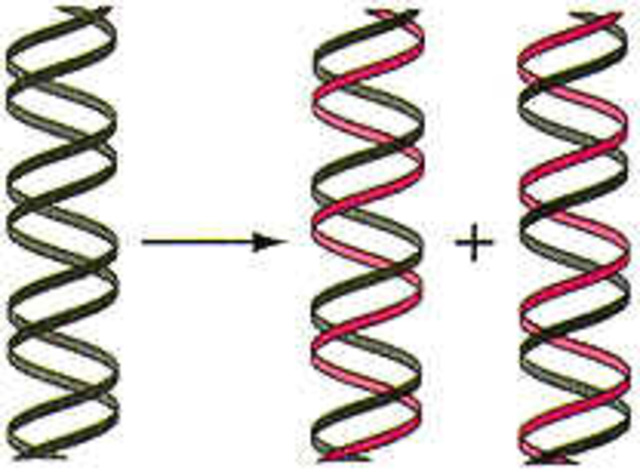 Experimento Meselson-Stahl