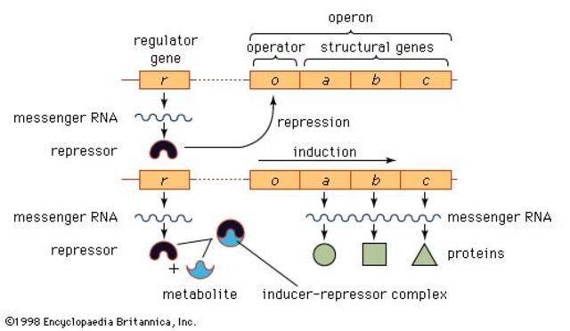Propuesta modelo Operon