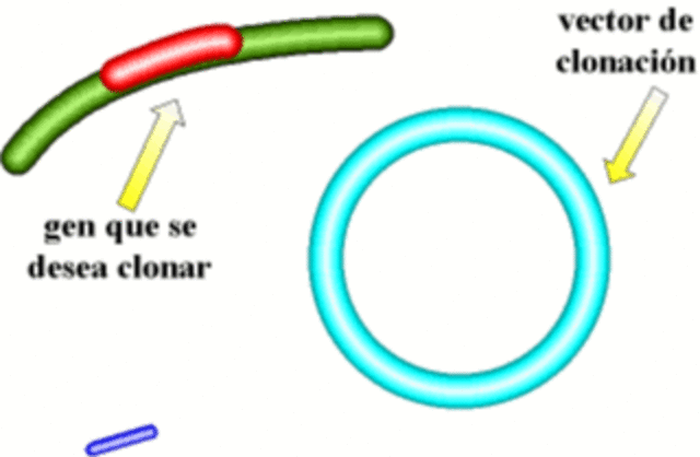 Vectores de clonación