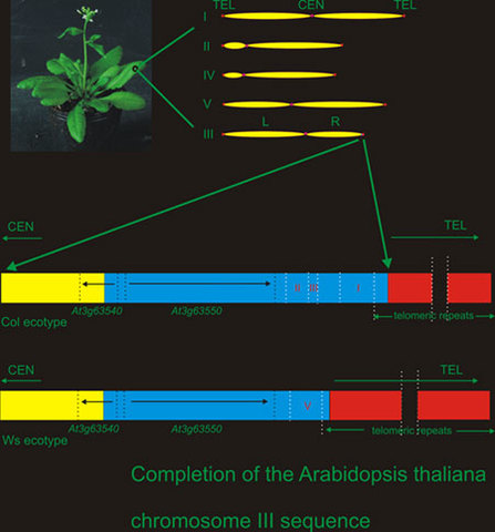 Arabidopsis thaliana