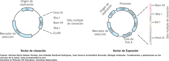 CREACION DE VECTORES DE CLONACION