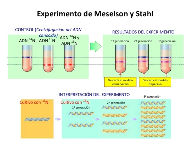 Meselson y Stahl demuestran que la replicación del ADN es semiconservativa