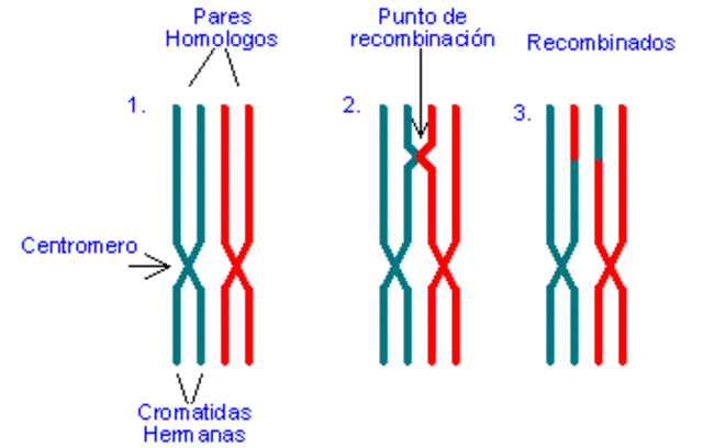 Recombinación de ADN