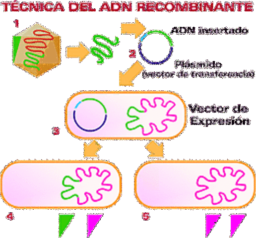 Replicacion del ADN recombinante