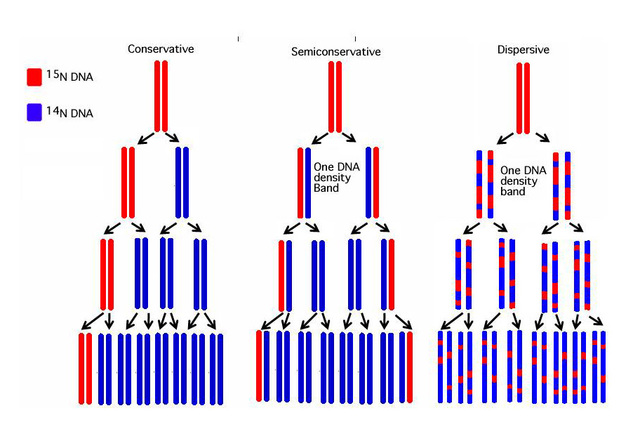 Meselson y Stahl demuestran que la replicación del ADN es semiconservativa.