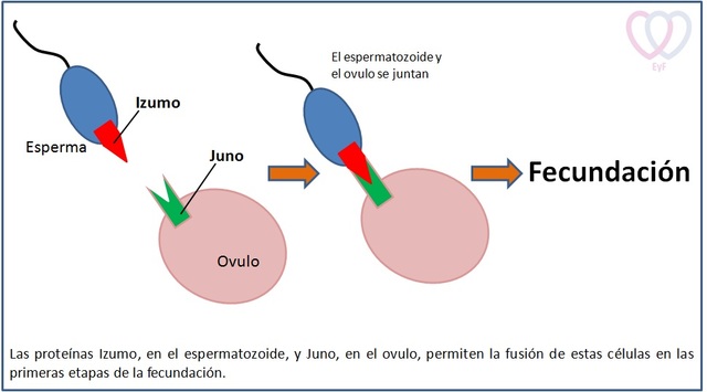 2017 Luca Jovine muestra algunos detalles más sobre ese sistema de reconocimiento que permite a dos células unirse para formar un nuevo ser humano.