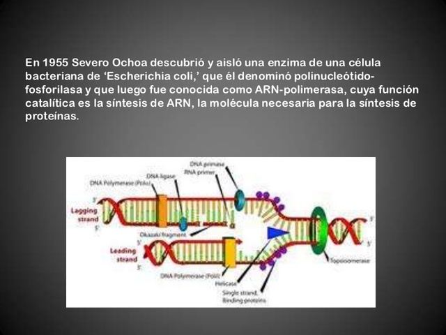 1954 Severo Ochoa y Marianne Grunberg-Manago