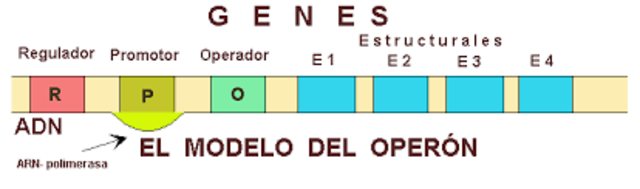1961 y en 1962 Francois Jacob y Jacques Monod Operon
