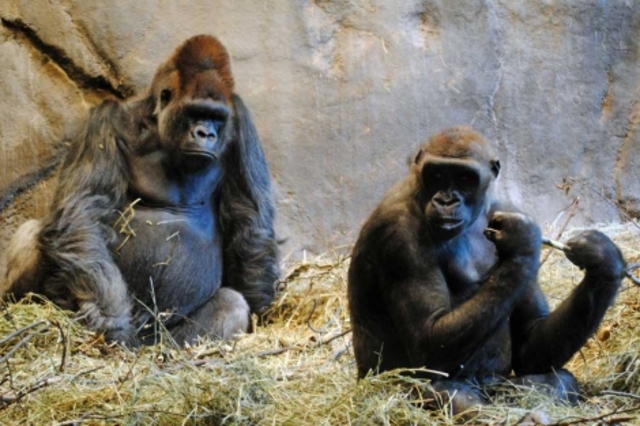 ADN entre humanos y gorilas.