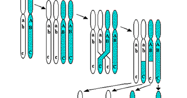 Empiezan las técnicas para recombinación genética y secuenciación de ácidos nucléicos de manera química.