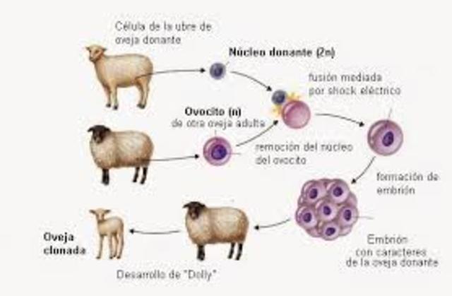 1997 La clonación de la oveja Dolly