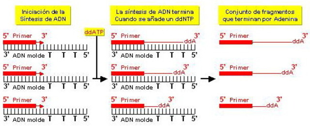 Frederick Sanger desarrolló el método de secuenciación de ADN conocido como método de Sanger.