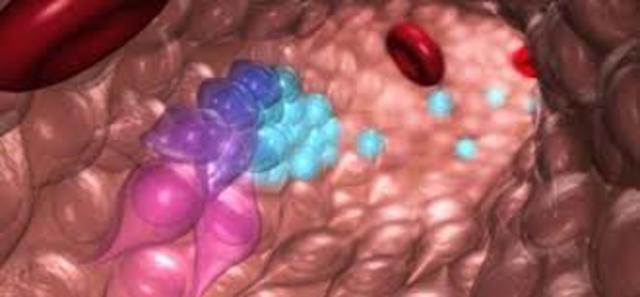 2015 Un modelo computacional que simula el desarrollo de las células sanguíneas