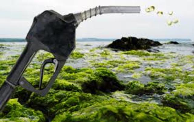 Combustible de algas