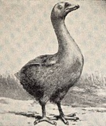 Arabian Ostrich