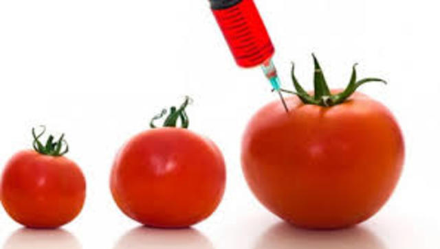 Compañía Calgene crean los tomates FlavrSavr genéticamente modificados
